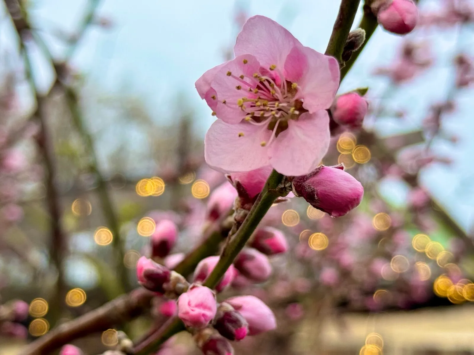 Spring